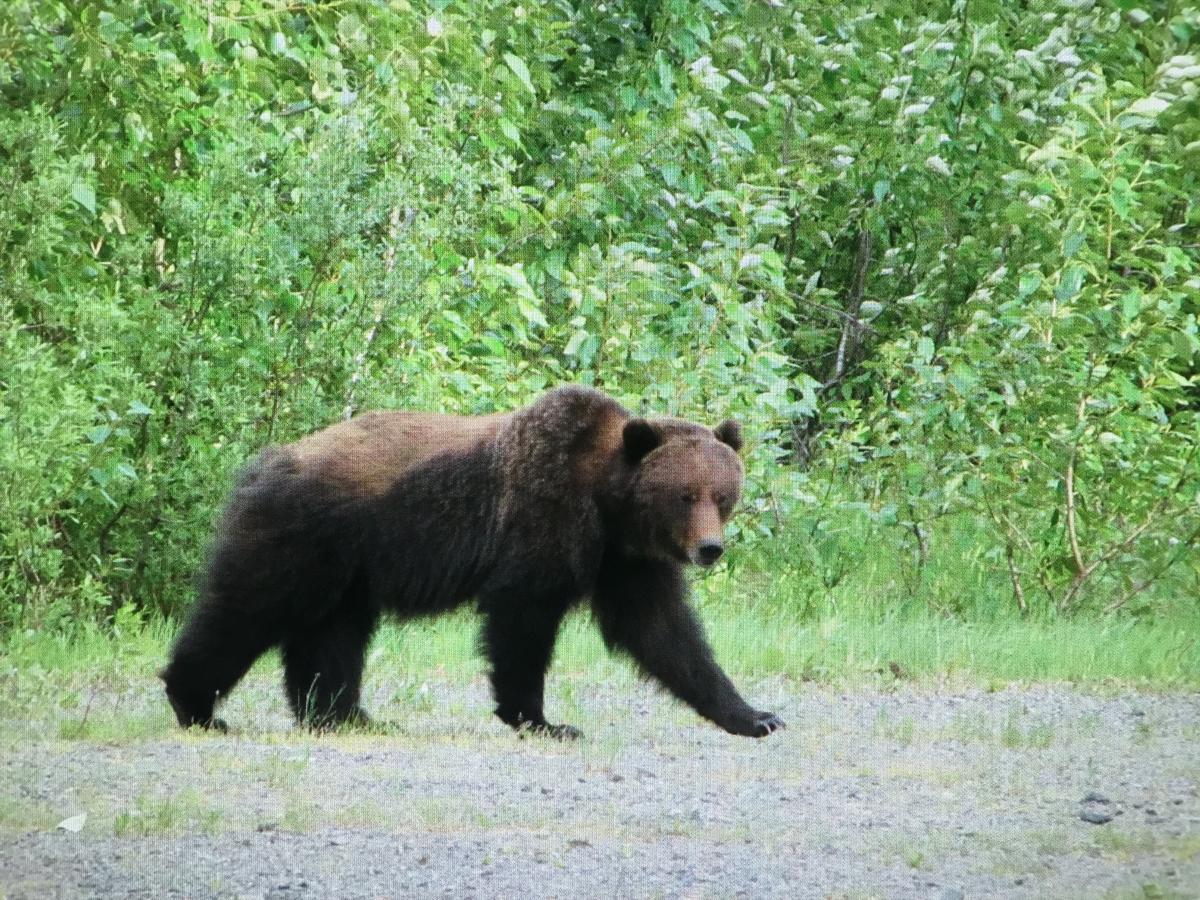 Bear Valley Guesthouse Stewart Екстериор снимка